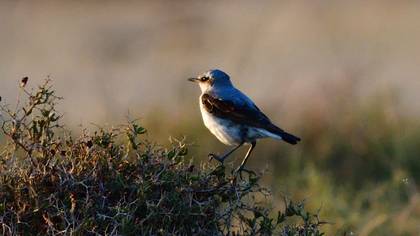 Northern Wheatear