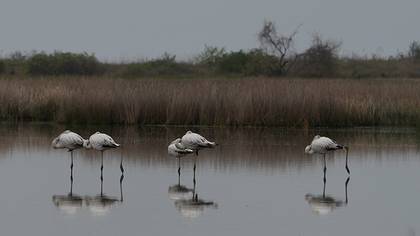 Greater Flamingo