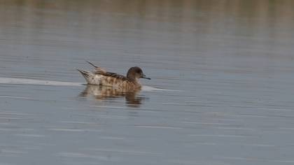 Eurasian Wigeon