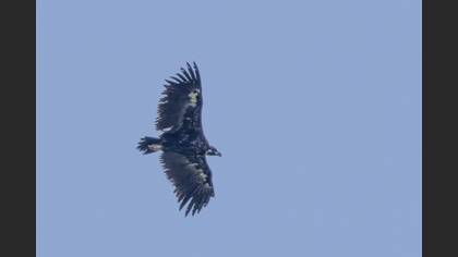 Cinereous Vulture