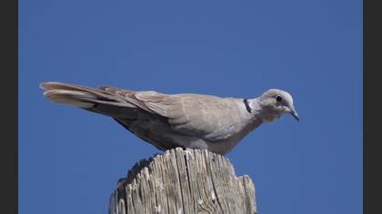 Eurasian Collared Dove