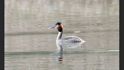 Great Crested Grebe