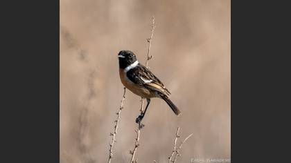 European Stonechat