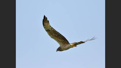Montagu`s Harrier