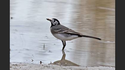 White Wagtail
