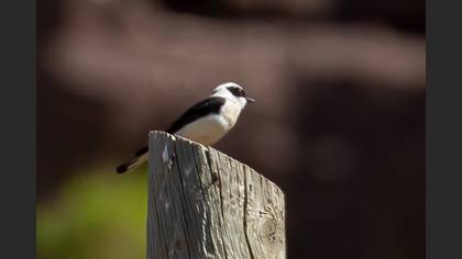 Black-eared Wheatear