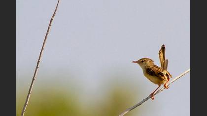 Delicate Prinia