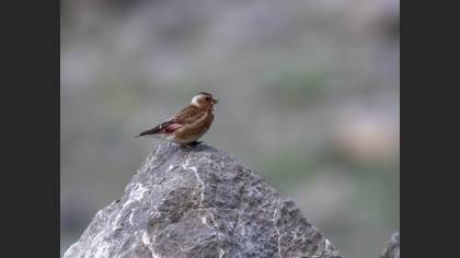 Crimson-winged Finch