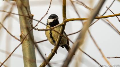 Great Tit