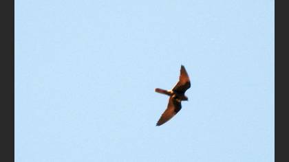 Eleonora`s Falcon