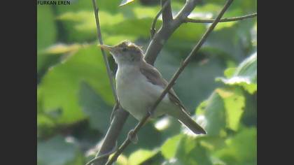 Eastern Olivaceous Warbler