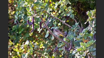White-spectacled Bulbul