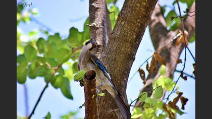 Eurasian Jay