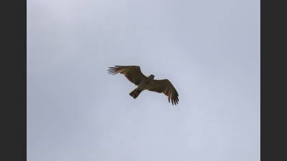 Short-toed Snake Eagle