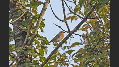 European Robin