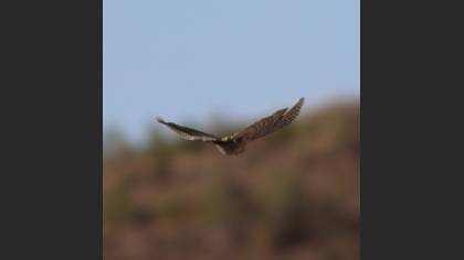 European Green Woodpecker