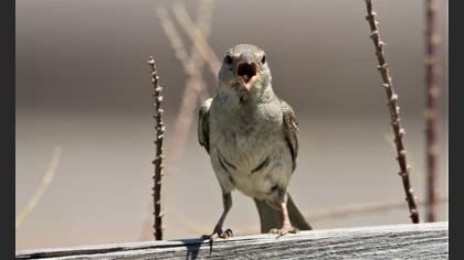 House Sparrow