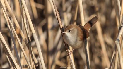 Cetti`s Warbler
