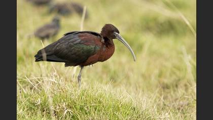 Glossy Ibis