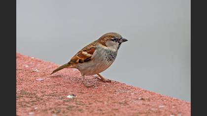 House Sparrow