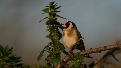 European Goldfinch