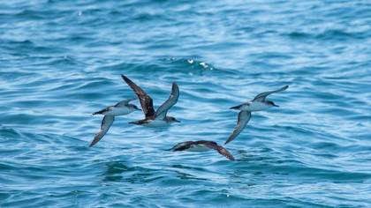 Yelkouan Shearwater