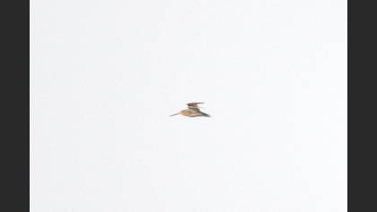 Common Snipe