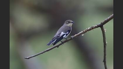 Collared Flycatcher