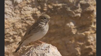 Turkestan Short-toed Lark