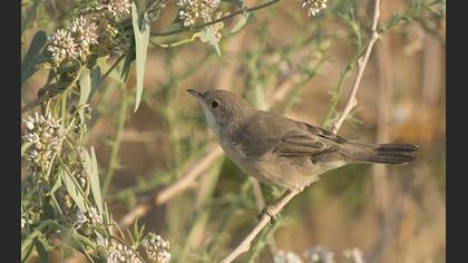 Menetries`s Warbler