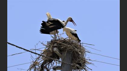 White Stork