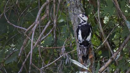 Syrian Woodpecker