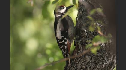 Great Spotted Woodpecker