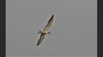Common Tern