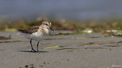 Little Stint