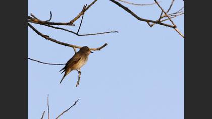 Spotted Flycatcher