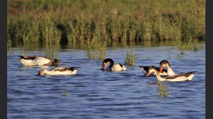 Common Shelduck
