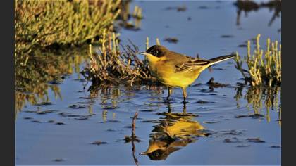 Western Yellow Wagtail