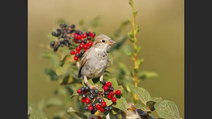 House Sparrow