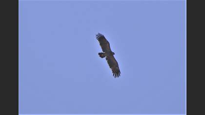Greater Spotted Eagle