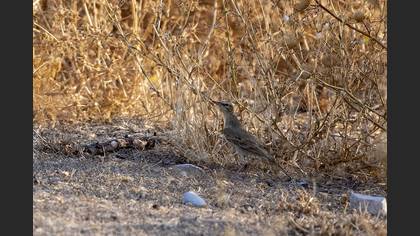 Tawny Pipit