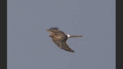 Montagu`s Harrier