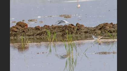 Marsh Sandpiper