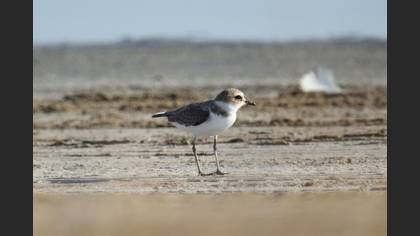 Kentish Plover