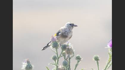 European Goldfinch