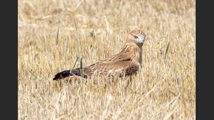 Long-legged Buzzard