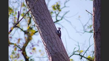 Syrian Woodpecker