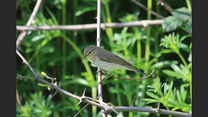 Common Chiffchaff