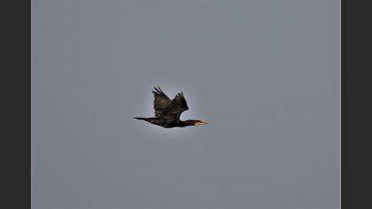 Great Cormorant