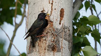 Common Starling